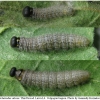 carch alceae larva4 volg1